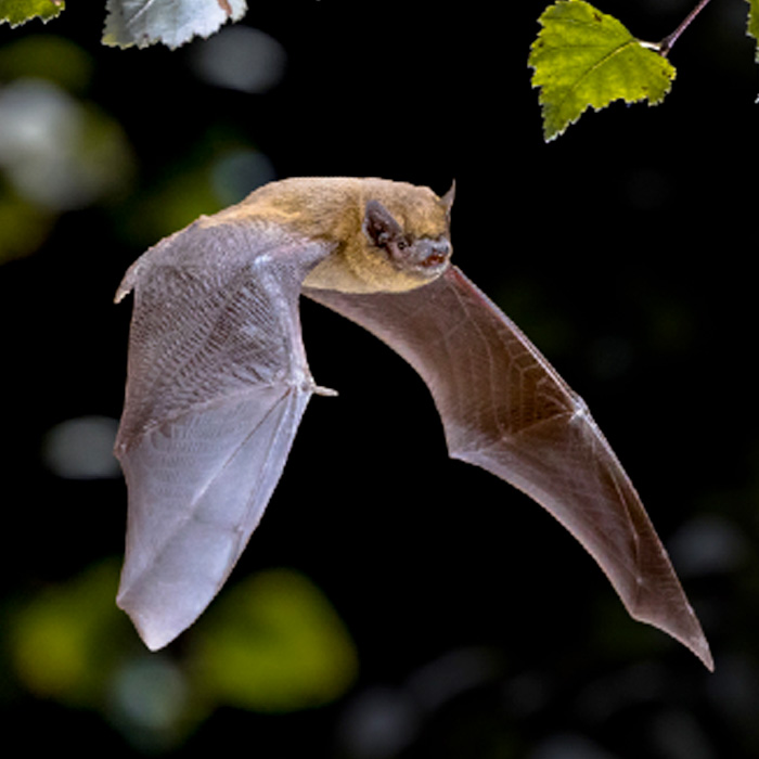 Control de Muerciélagos